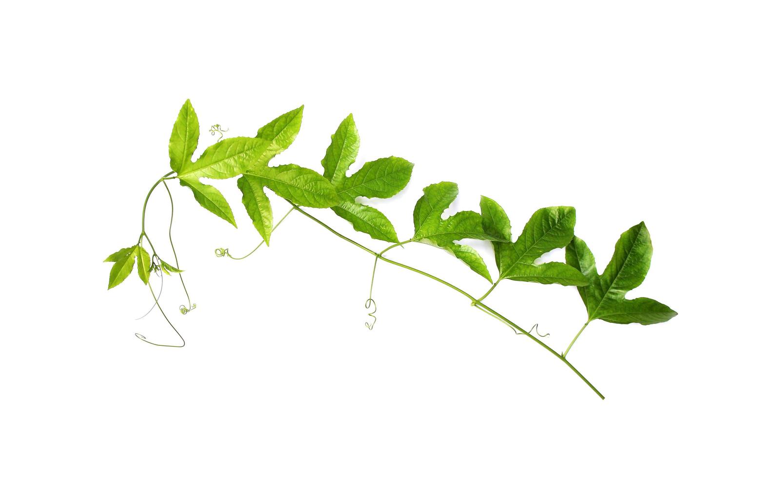 grünes Blatt verdrehte Kletterpflanze isoliert auf weißem Hintergrund foto