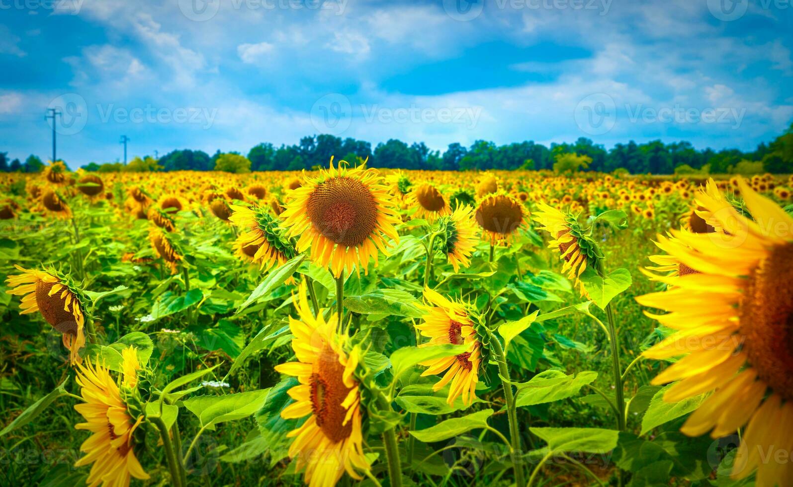 schönes Sonnenblumenfeld foto