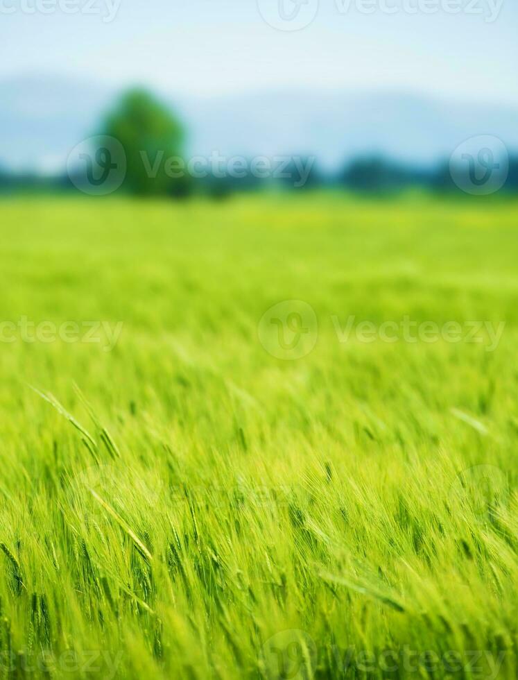 frisch Grün Weizen Feld foto