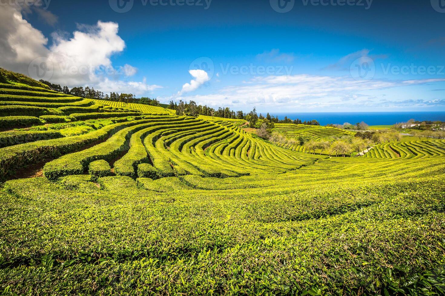 Tee Plantage im porto formoso. tolle Landschaft von hervorragend natürlich Schönheit. Azoren, Portugal Europa. foto