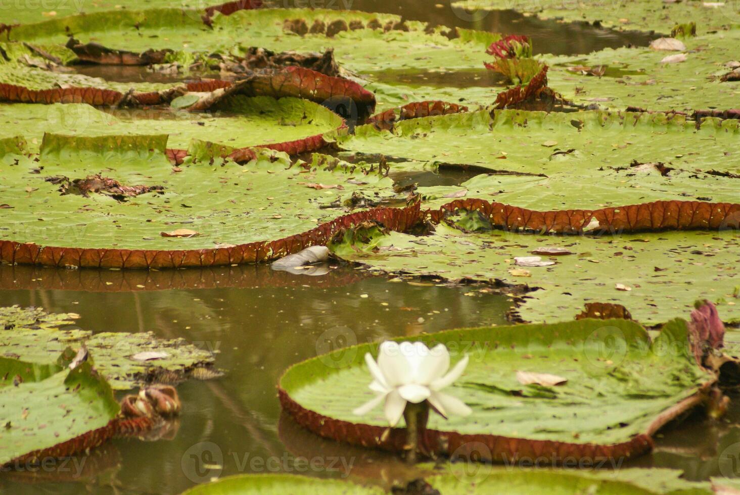 Riese Wasser Lilie Victoria amazonica beim zuerst Nacht Blüte. das zweite Nacht es wendet sich Rosa. foto