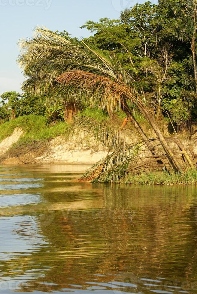 ein Fluss und schön Bäume im ein Regenwald Peru foto