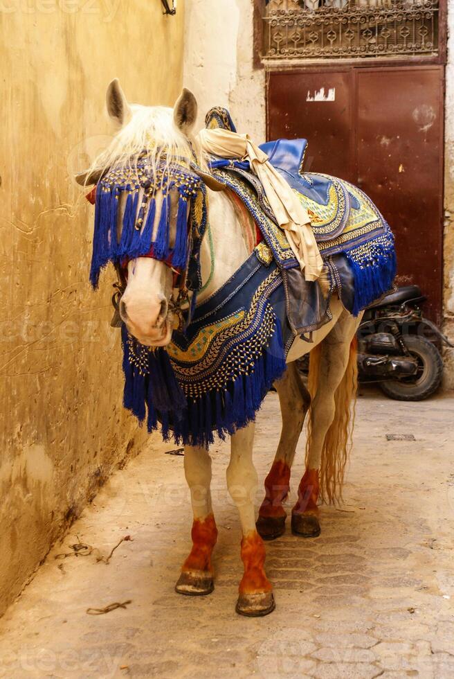 arabisch Pferd mit dekoriert Militär- Zaum und Stirnband foto