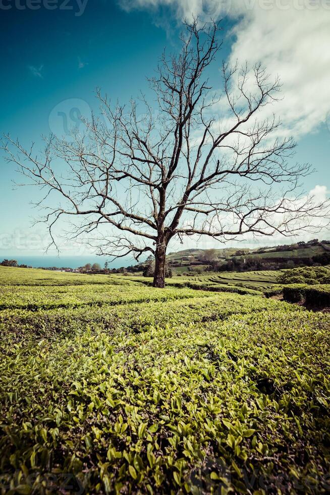 einsam Baum auf das Berg beim schön Landschaft von Tee Plantage foto