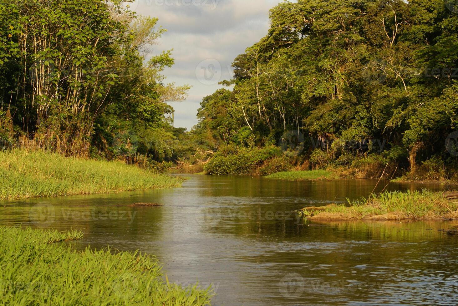 ein Fluss und schön Bäume im ein Regenwald Peru foto