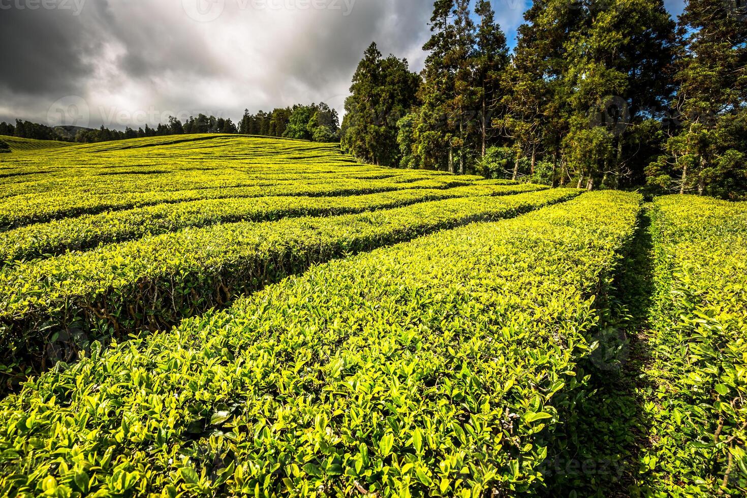 Portugal Azoren Inseln sao Miguel Tee Plantage foto