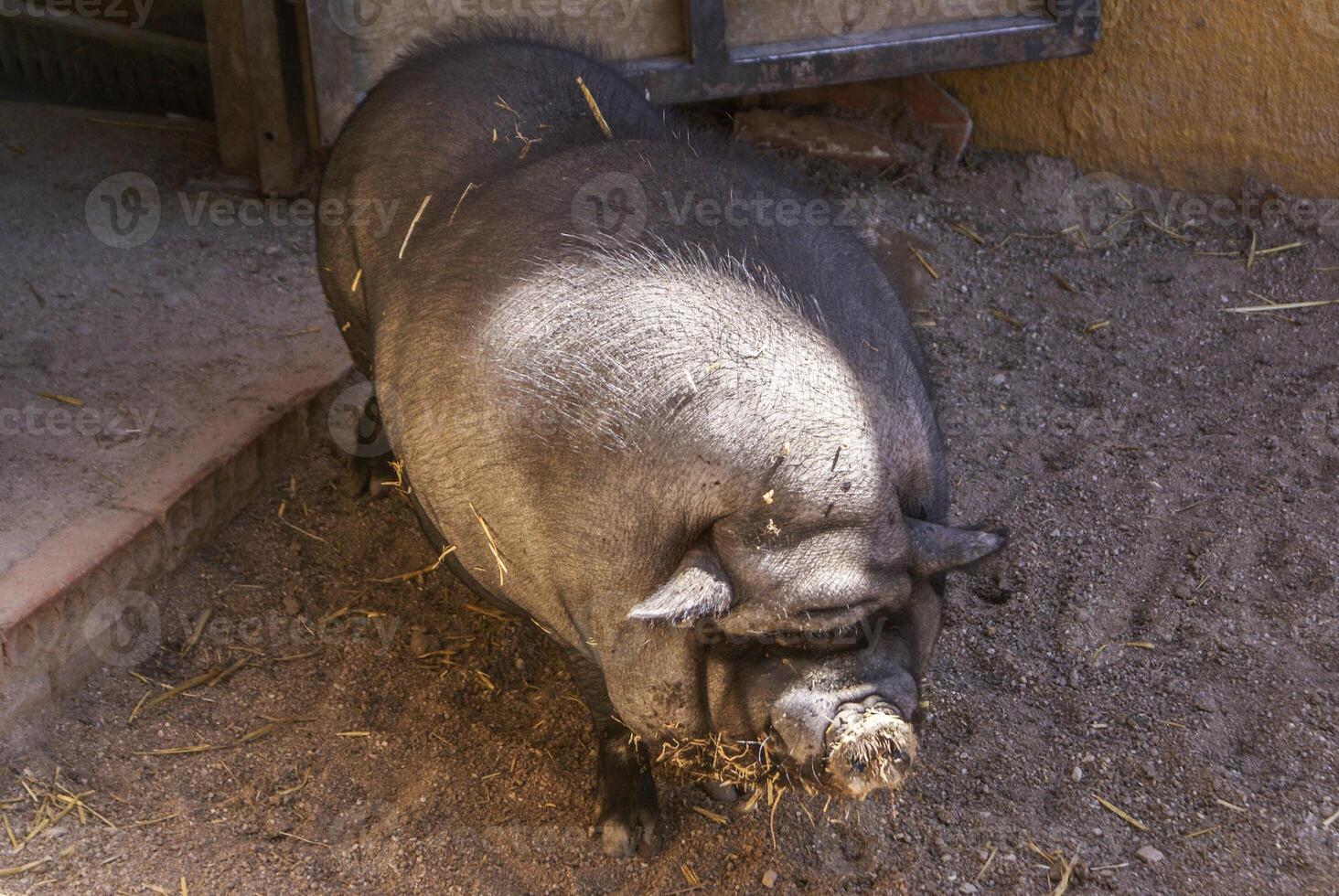 schwarz mather Schwein beim das Berg Hügel Dorf im Thailand foto