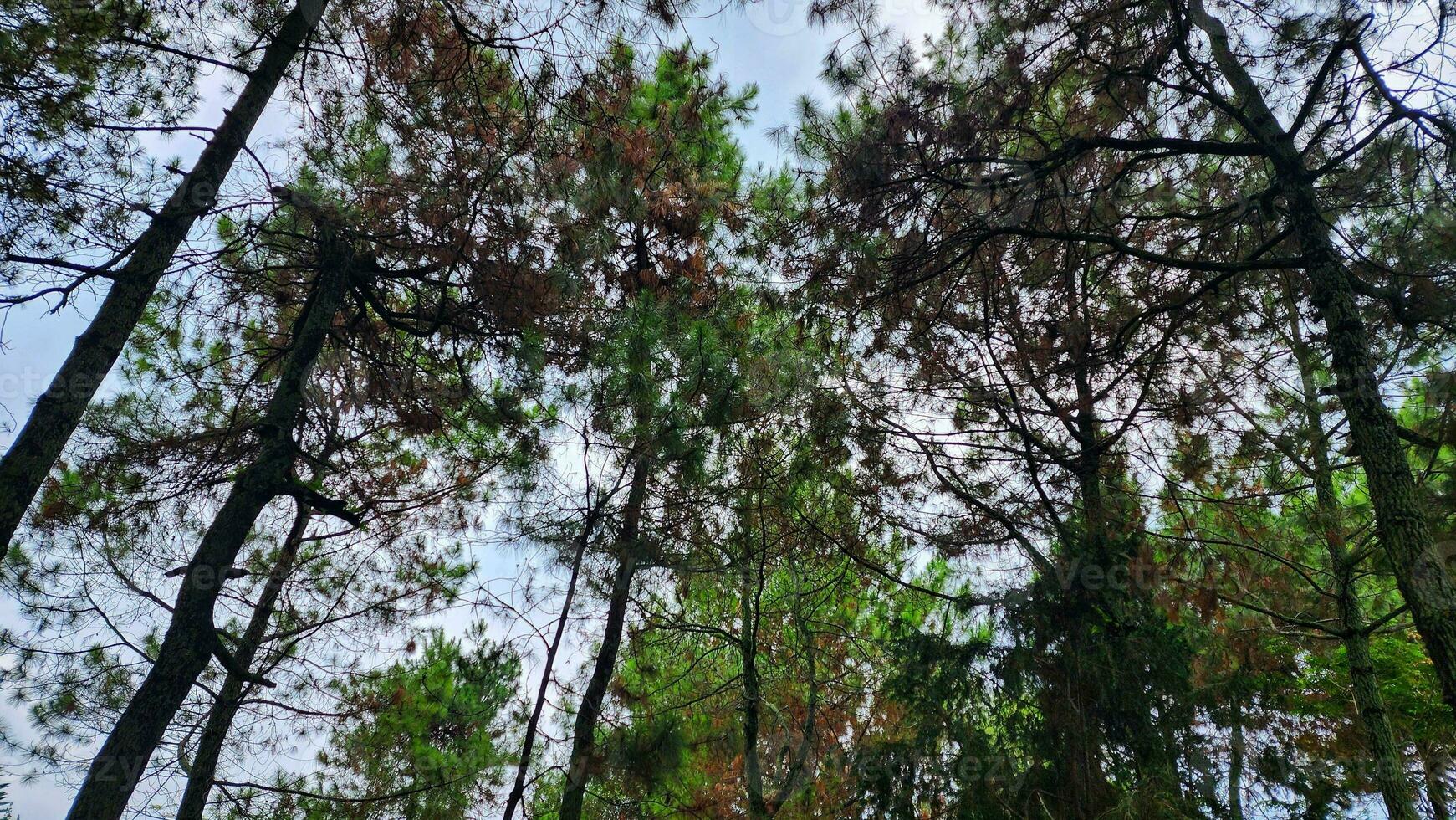 Kiefer Bäume im das Wald. Aussicht von das Unterseite hoch. foto