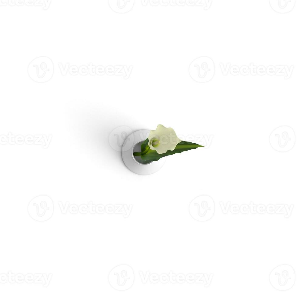 Calla im voll blühen beschwingt und Herrlich Blumen foto