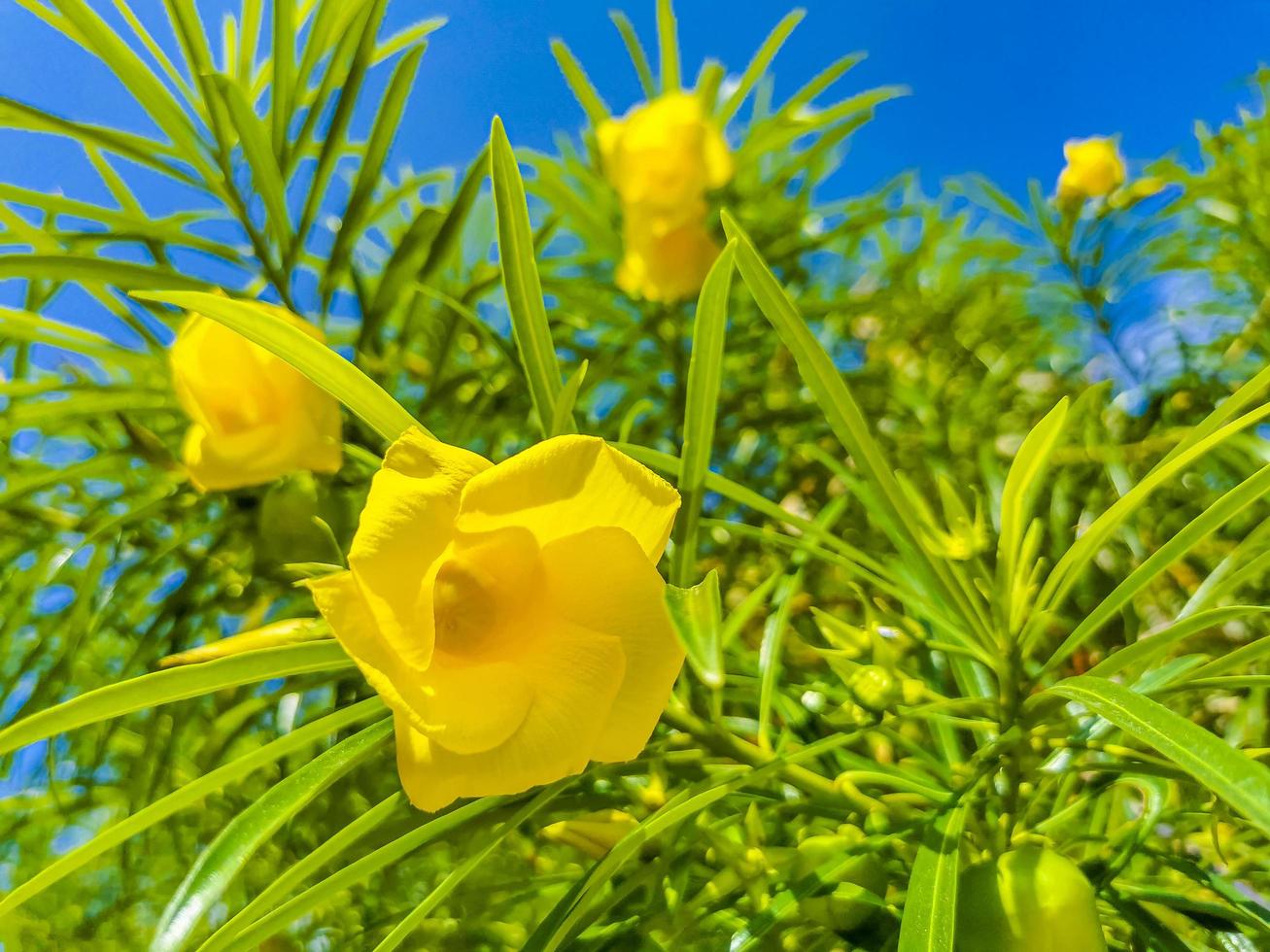 gelbe Oleanderblume auf Baum mit blauem Himmel in Mexiko foto