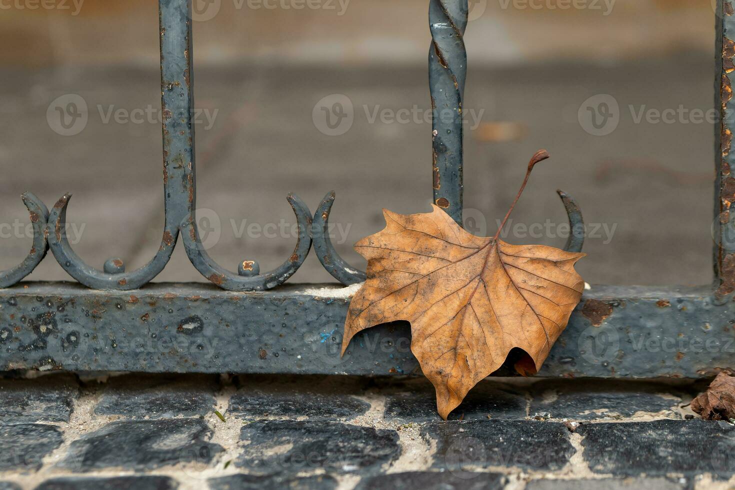 ein Orange Ahorn Blatt im Vorderseite von ein Zaun foto