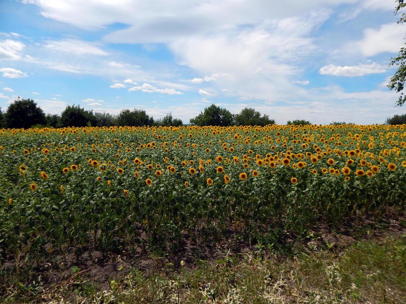 Feld der Sonnenblumen Textur foto