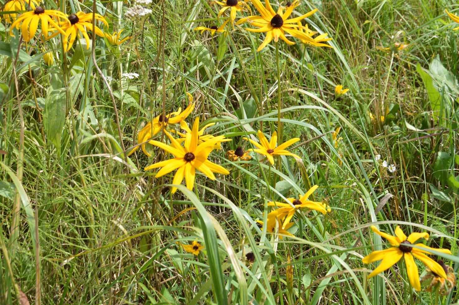 Bunt und Wildblumen auf grünem Hintergrund foto