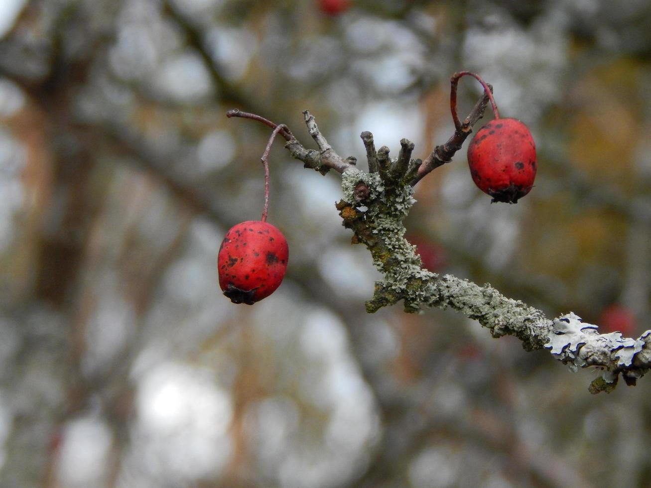 Textur der Pflanzen und Natur des Herbstwaldes foto