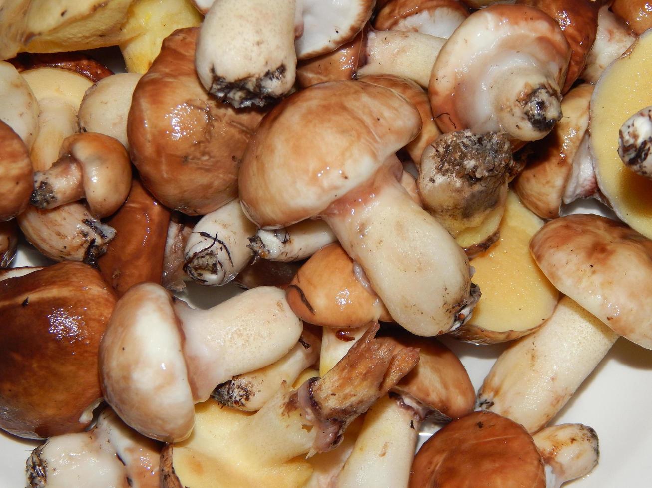 Pilze sammeln auf dem Land im Wald foto