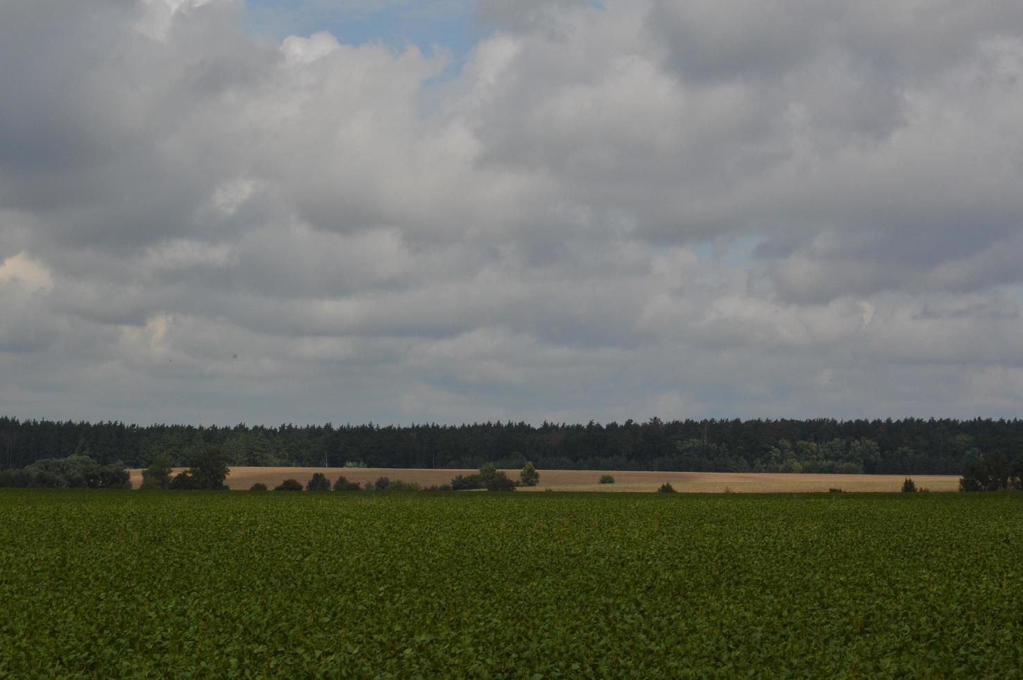 Panorama einer grünen Wiese mit Gründüngung foto