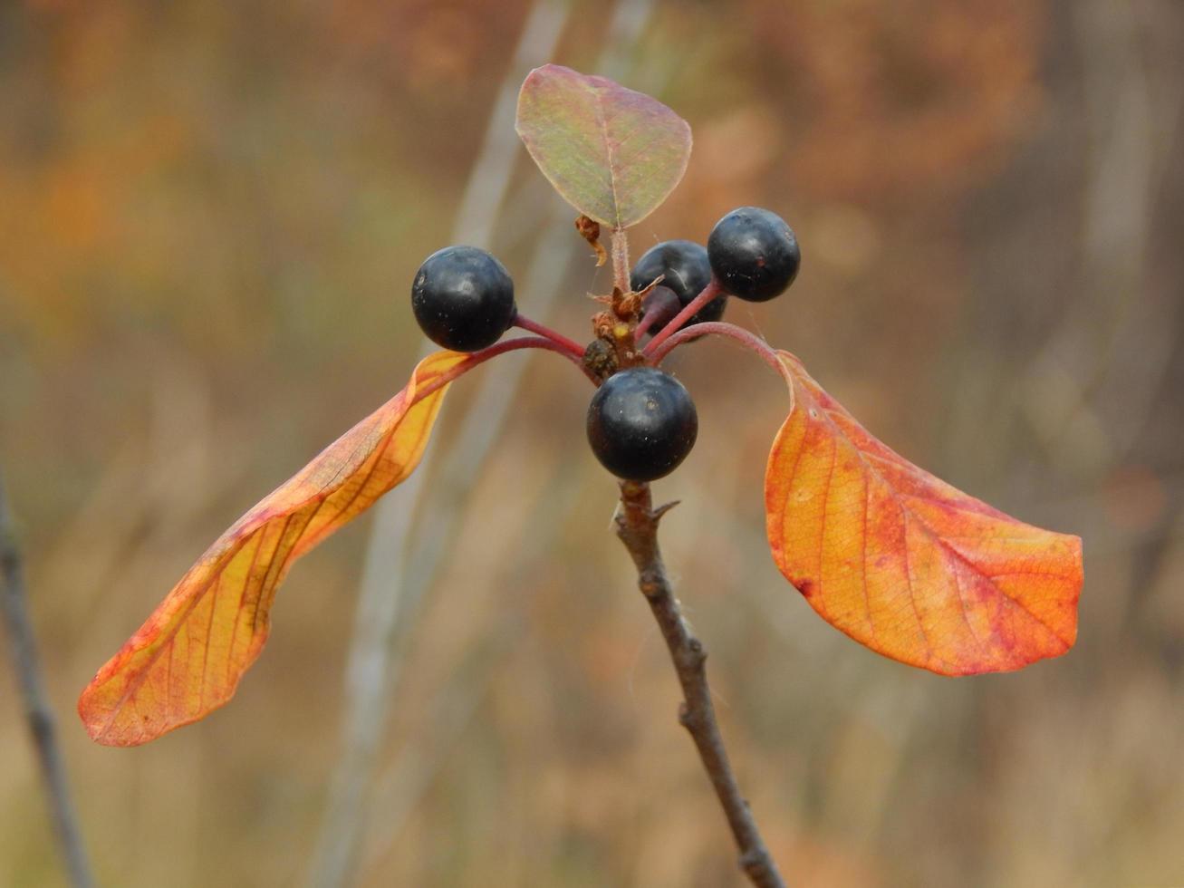 Textur der Pflanzen und Natur des Herbstwaldes foto