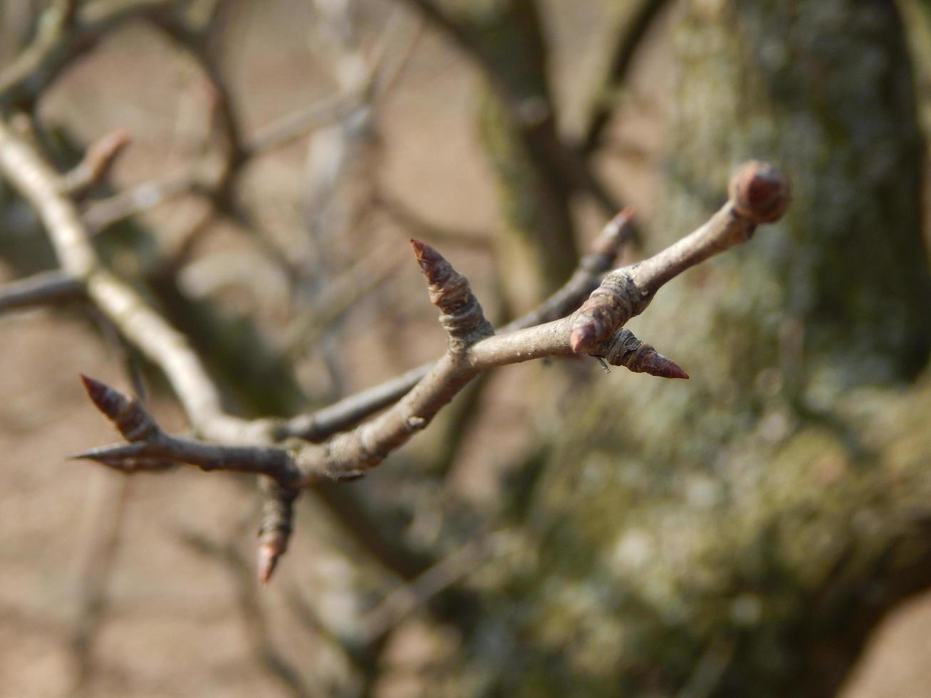 Weidenkätzchenzweige mit Hintergrund auf den Zweigen der Bäume in der Frühlingsblüte foto