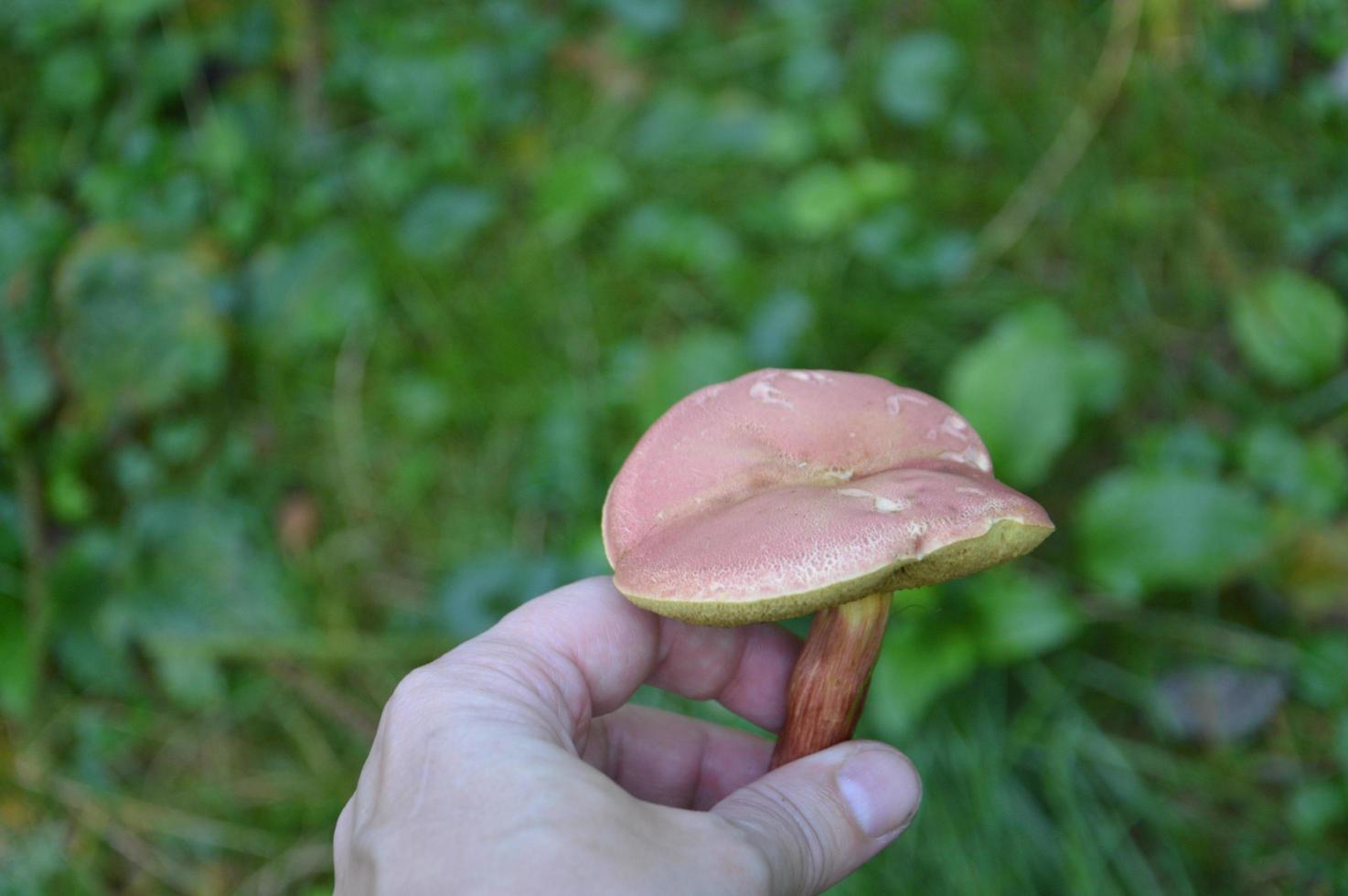 Speisepilz in Menschenhand foto