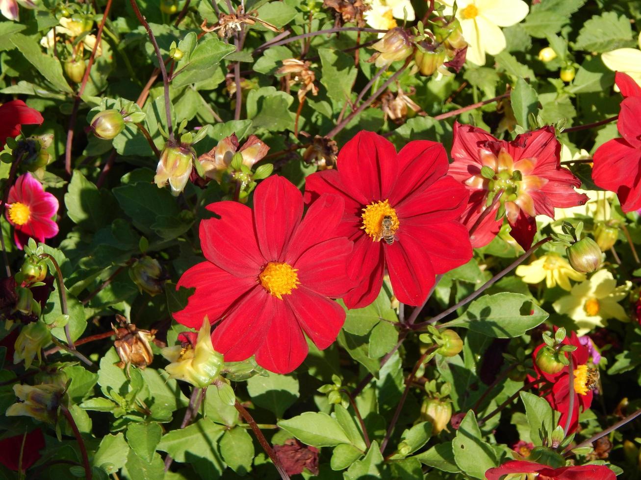 Blumen im Garten und Nahaufnahme für Hintergrund foto