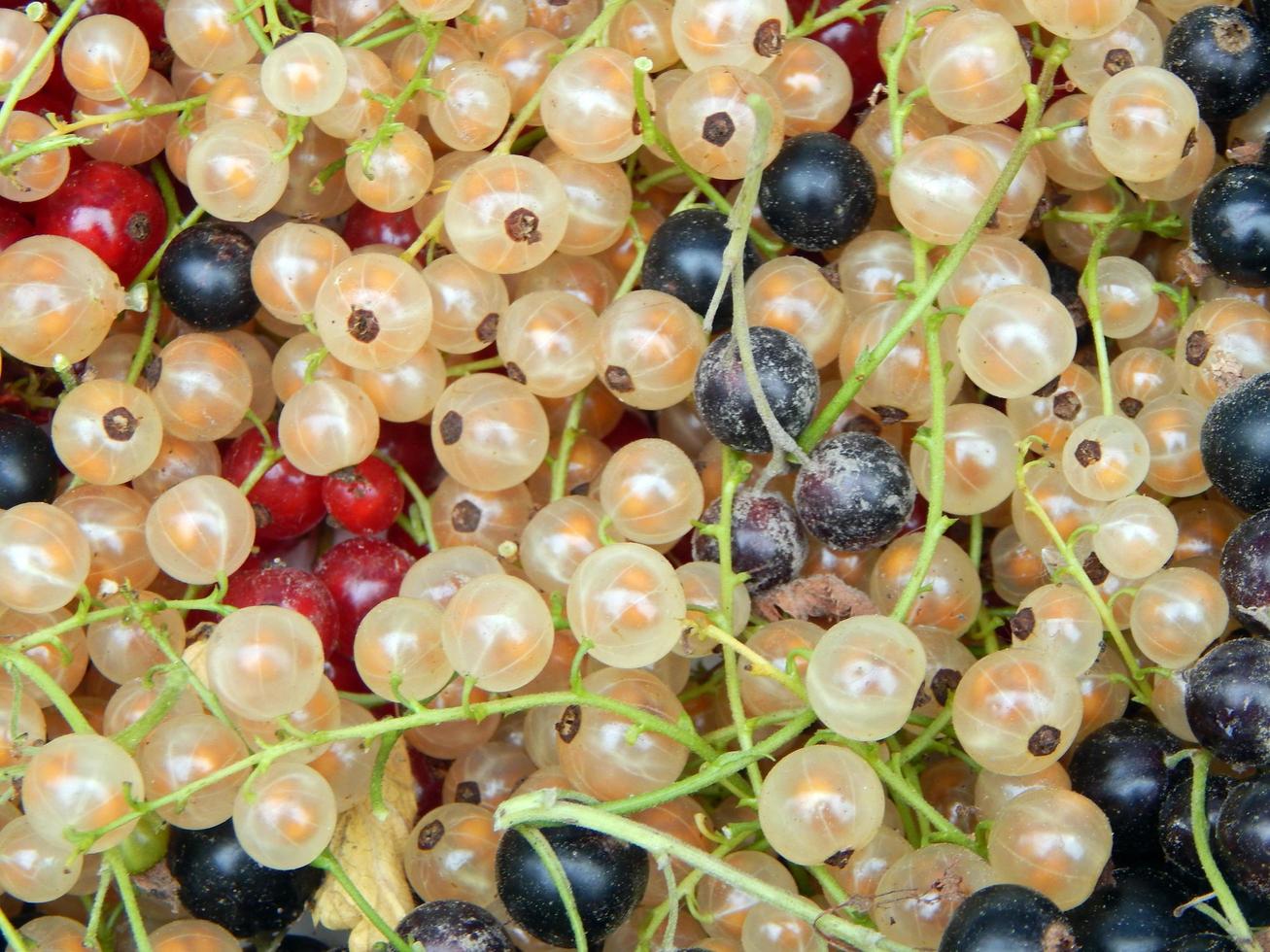 Beeren Johannisbeeren Ernte foto