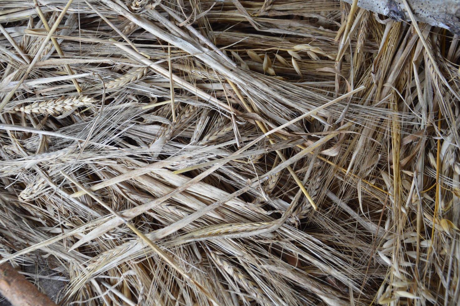 Stillleben mit Waldfrüchten und Pflanzen foto