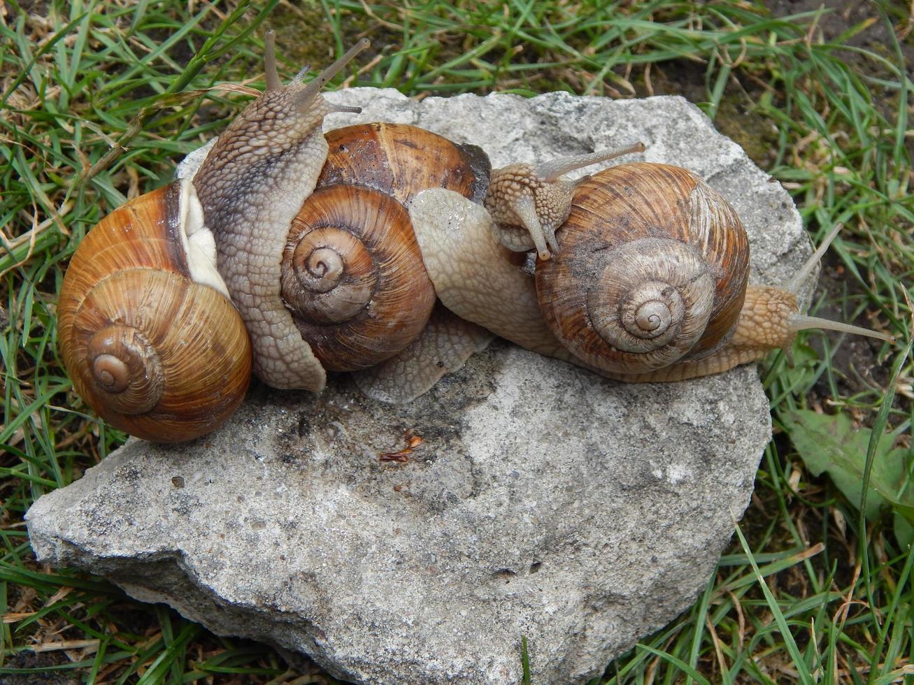 Schnecke kriecht das grüne Gras im Garten foto