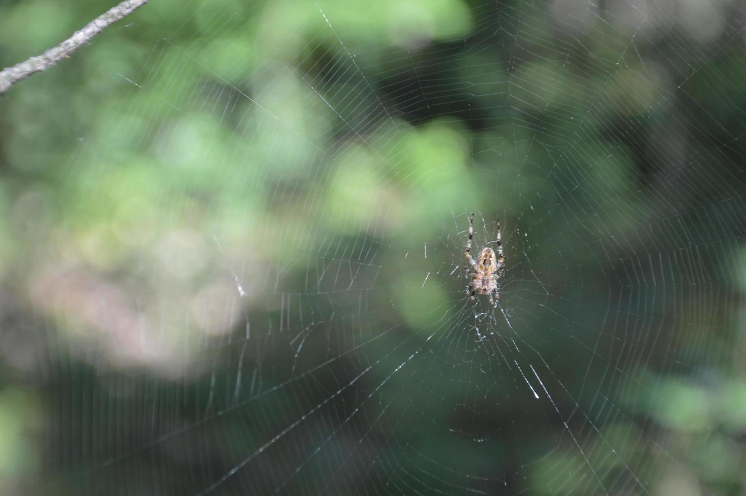 große Spinne sitzt auf einem Netz im Wald foto