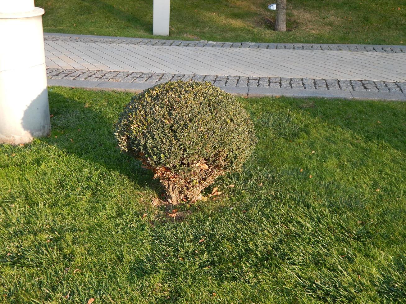 Gartengestaltung im Park Art foto