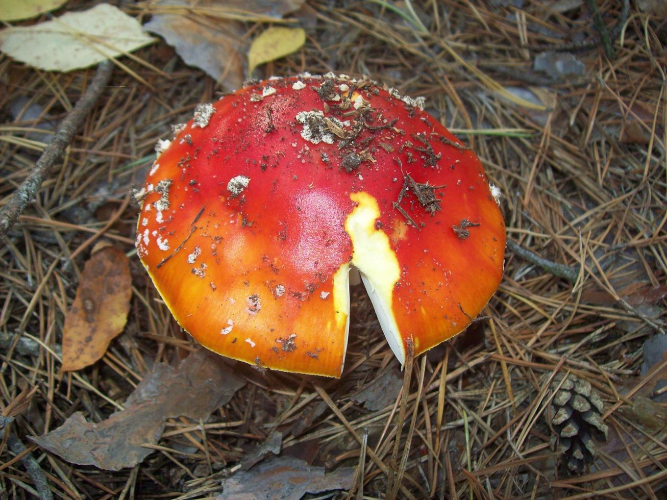 Lebensmittel frisches Gemüse und Obst foto