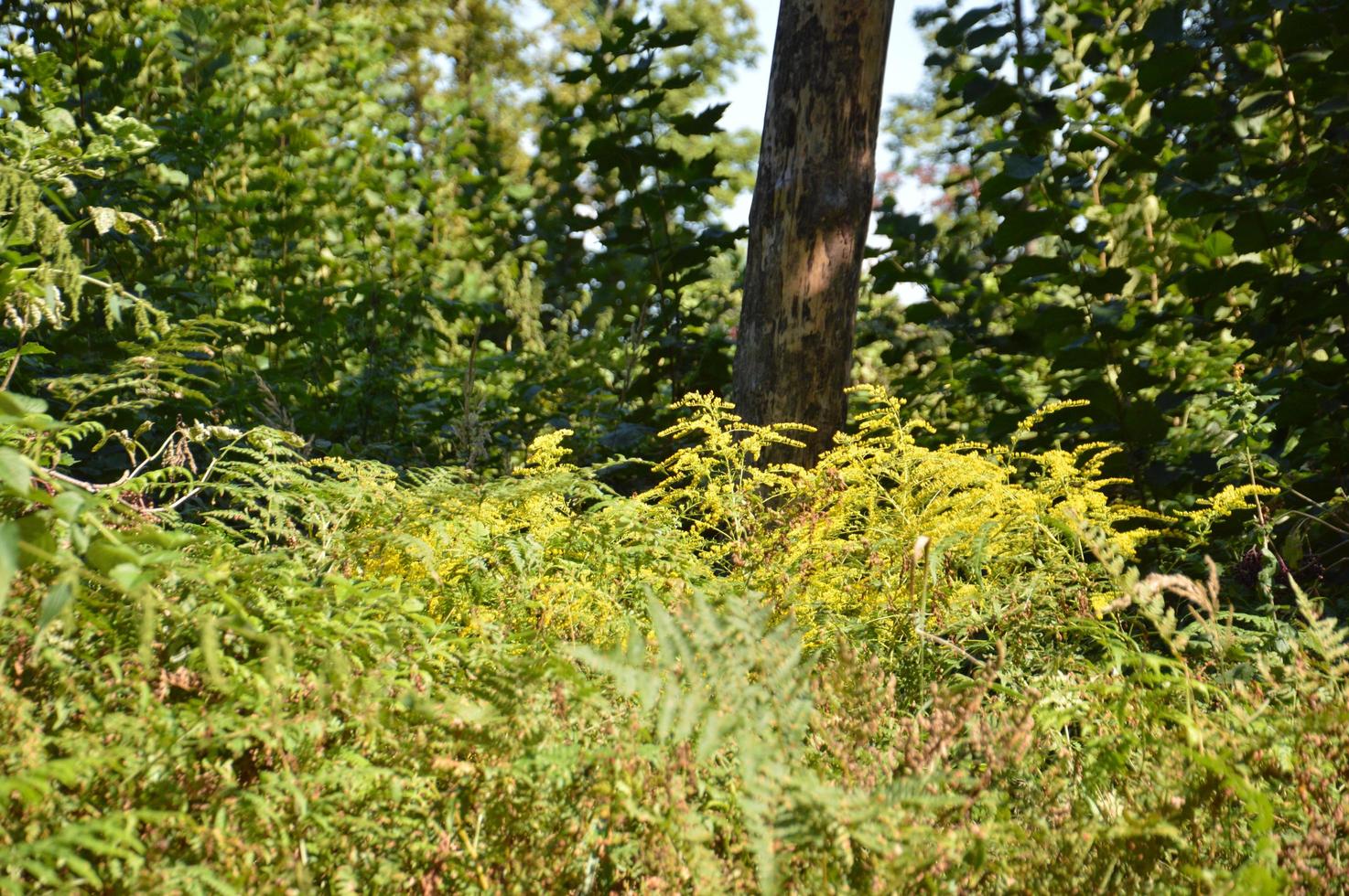 Sommergrüner Wald im Sonnenlicht foto