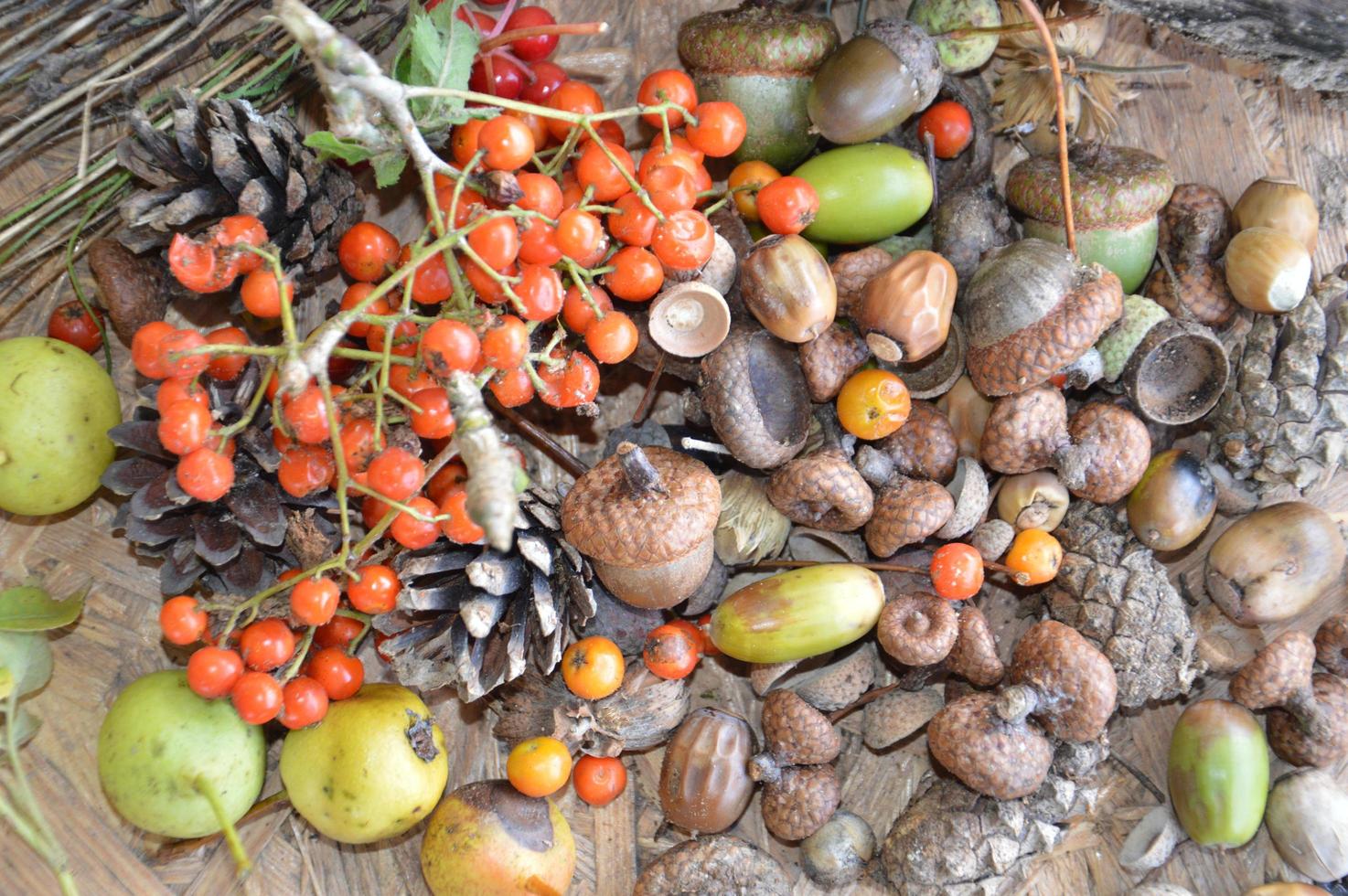 Stillleben mit Waldfrüchten und Pflanzen foto