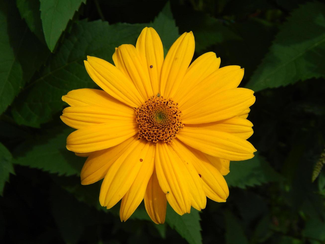 Pflanzen und Blumen im Garten und im Garten foto