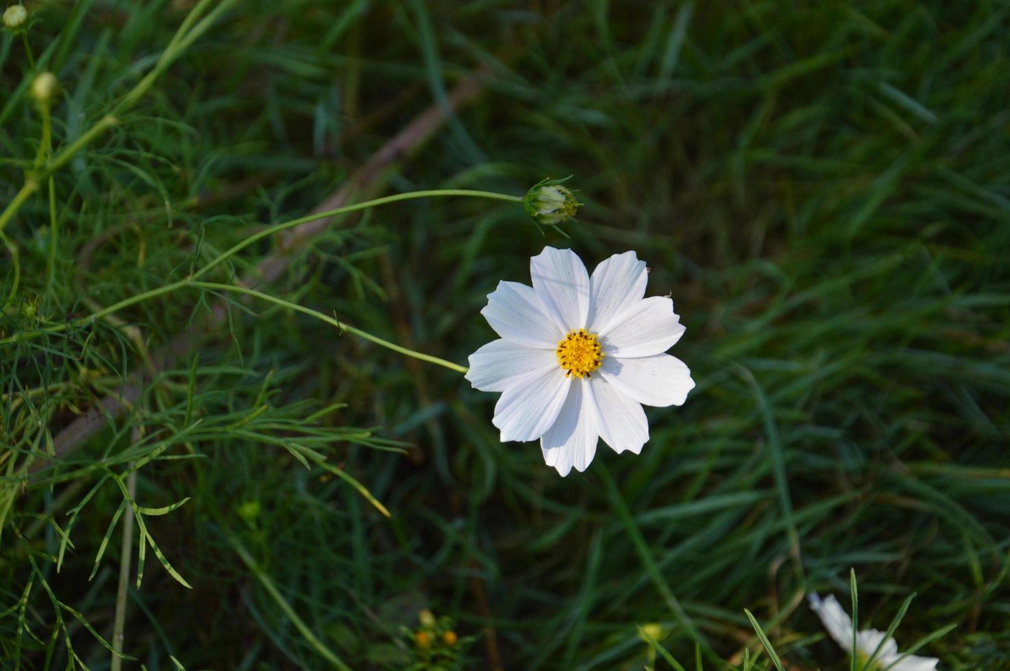 Bunt und Wildblumen auf grünem Hintergrund foto