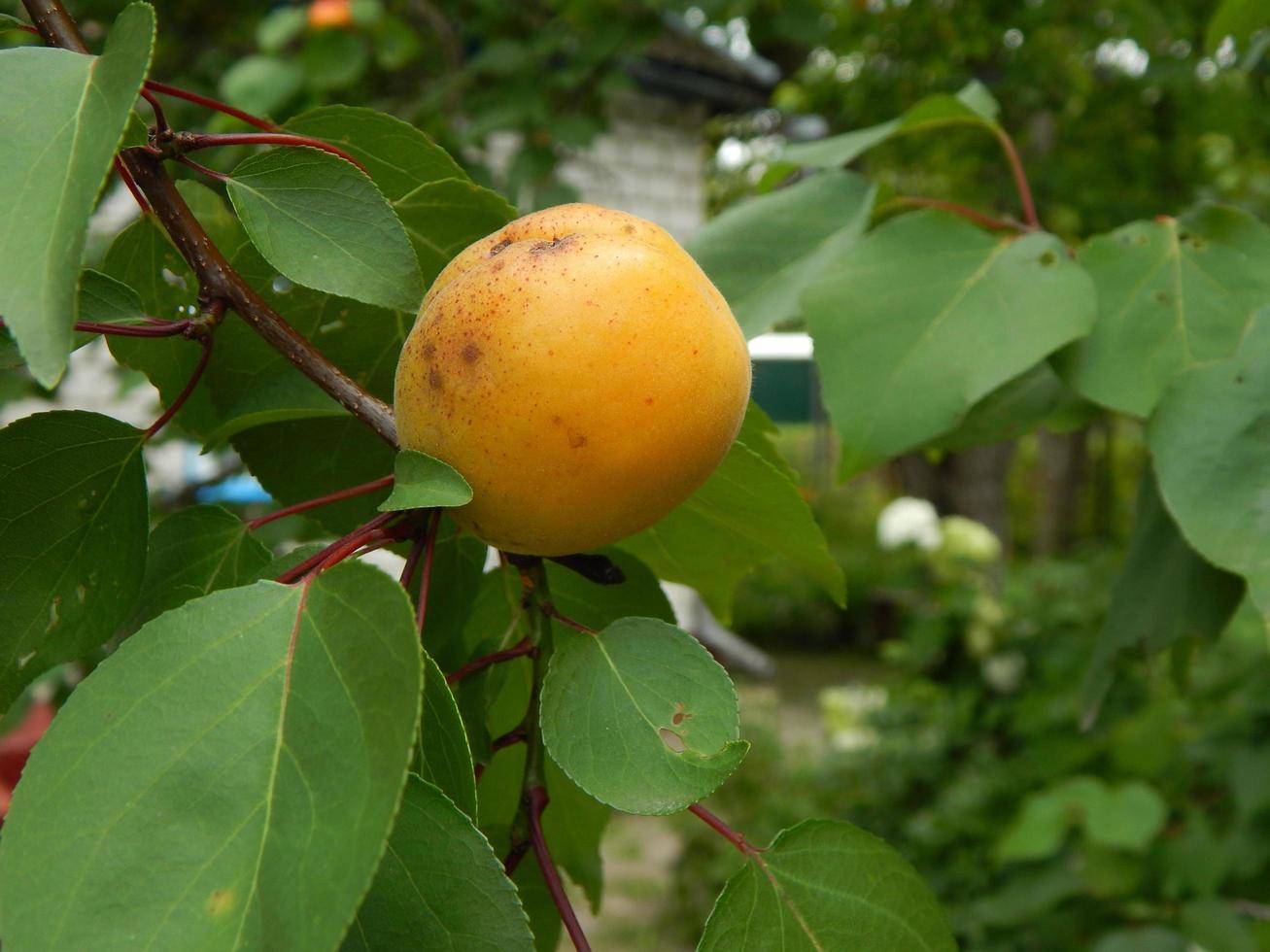 Obst und Gemüse essen im Garten foto