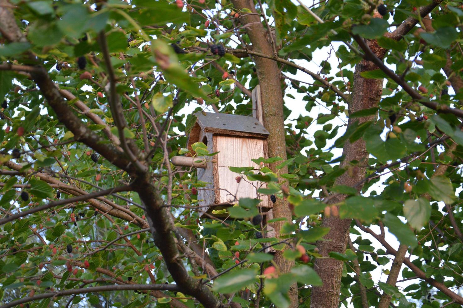 Vogelhaus für Vögel befindet sich auf einem grünen Baum foto