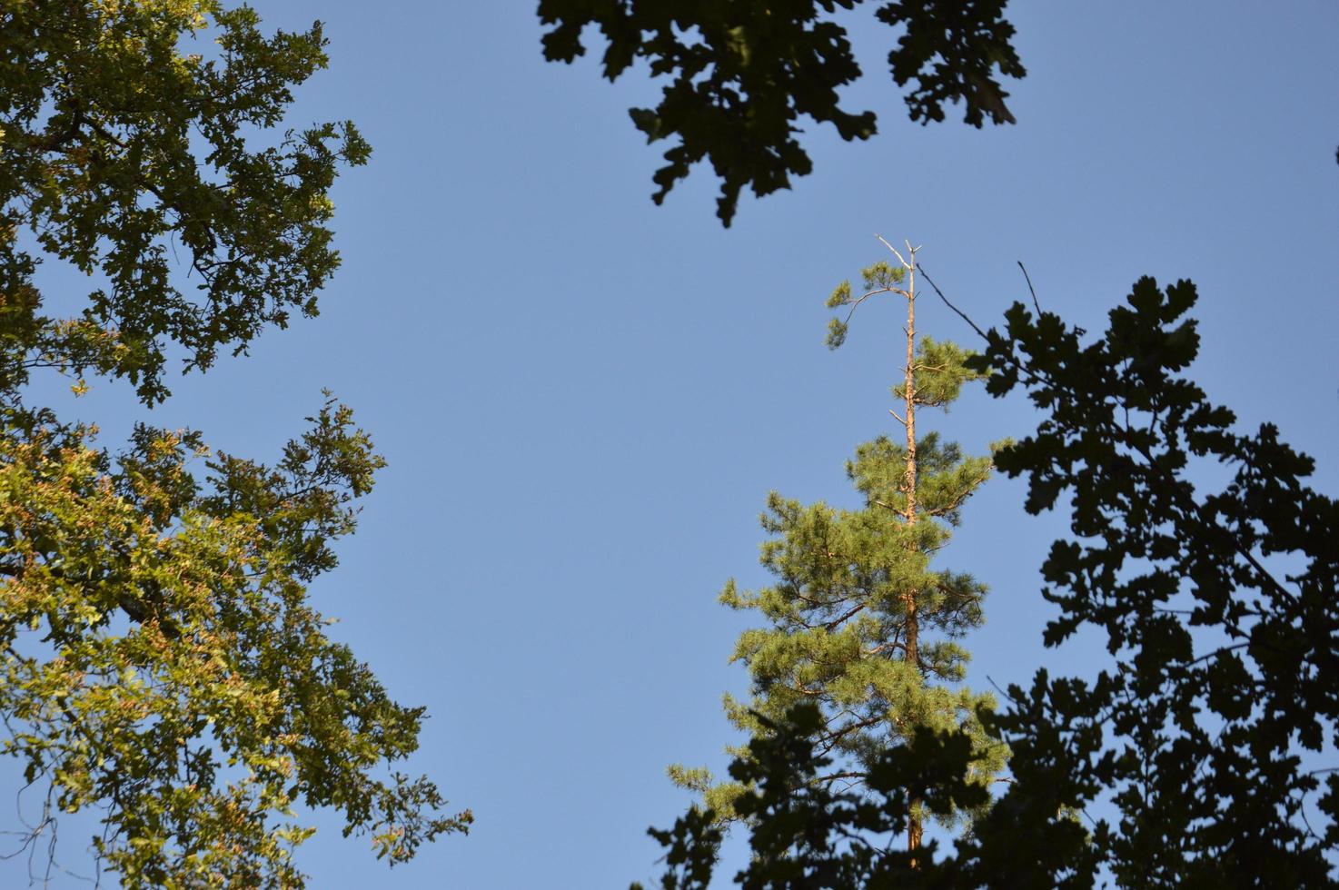 Sommergrüner Wald im Sonnenlicht foto