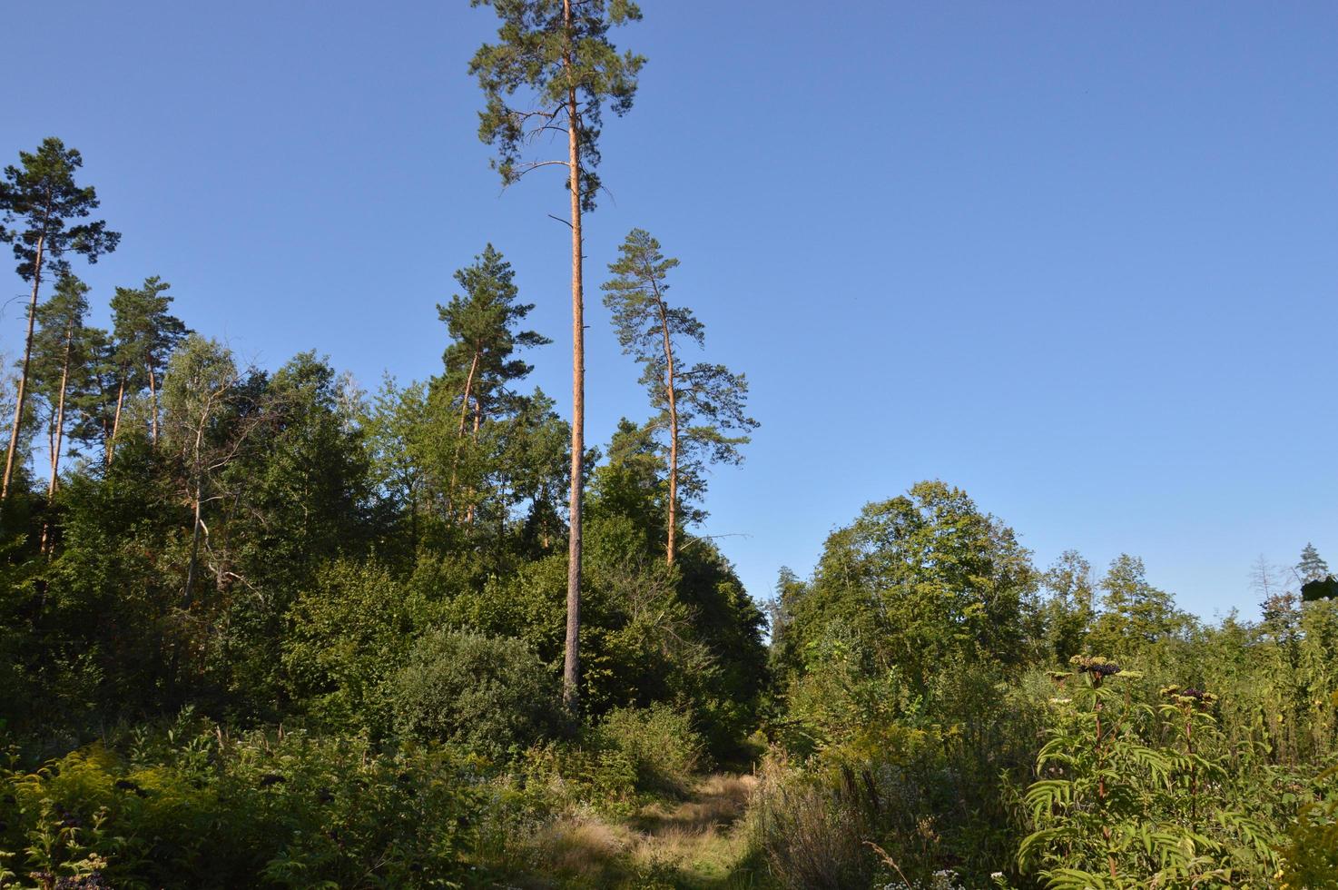 Sommergrüner Wald im Sonnenlicht foto