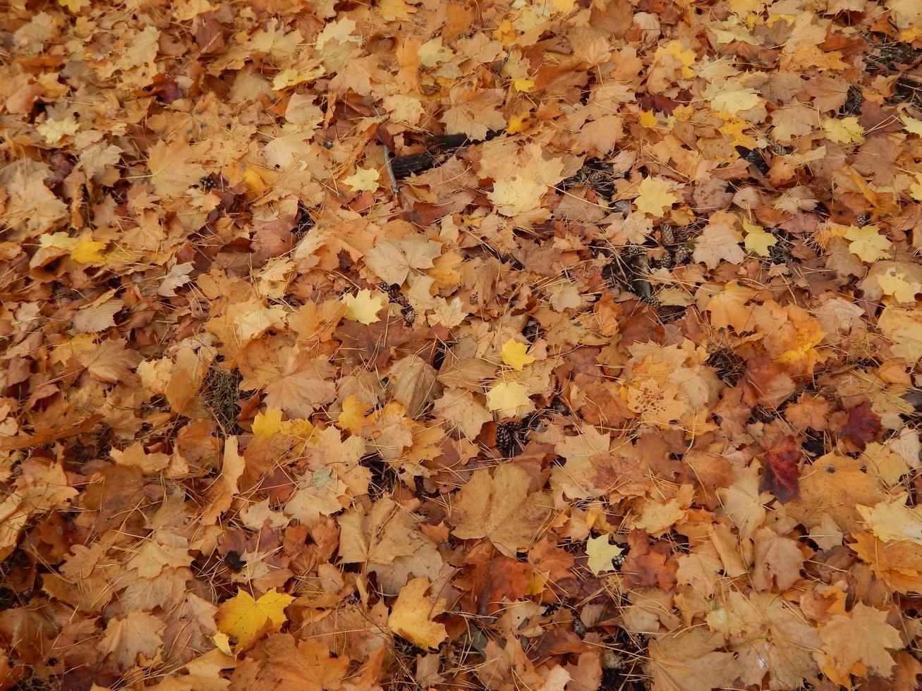 wilde Beeren im Herbst wachsen im Wald foto