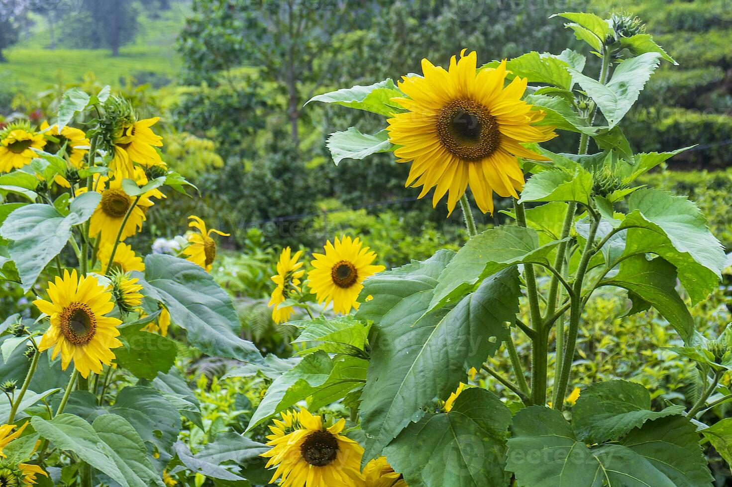 cool Brise im Sonnenblume Garten foto
