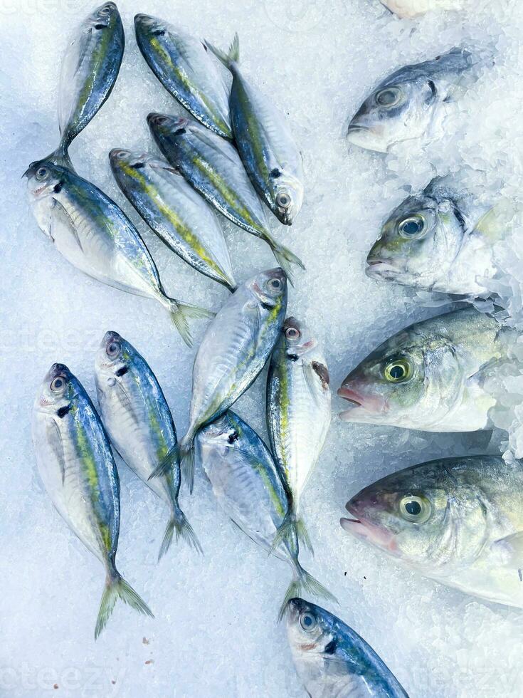 frisch Meeresfrüchte auf zerquetscht Eis, Nahansicht. gefroren roh Meer Fisch auf zerquetscht Eis Bett im das Fischmarkt foto