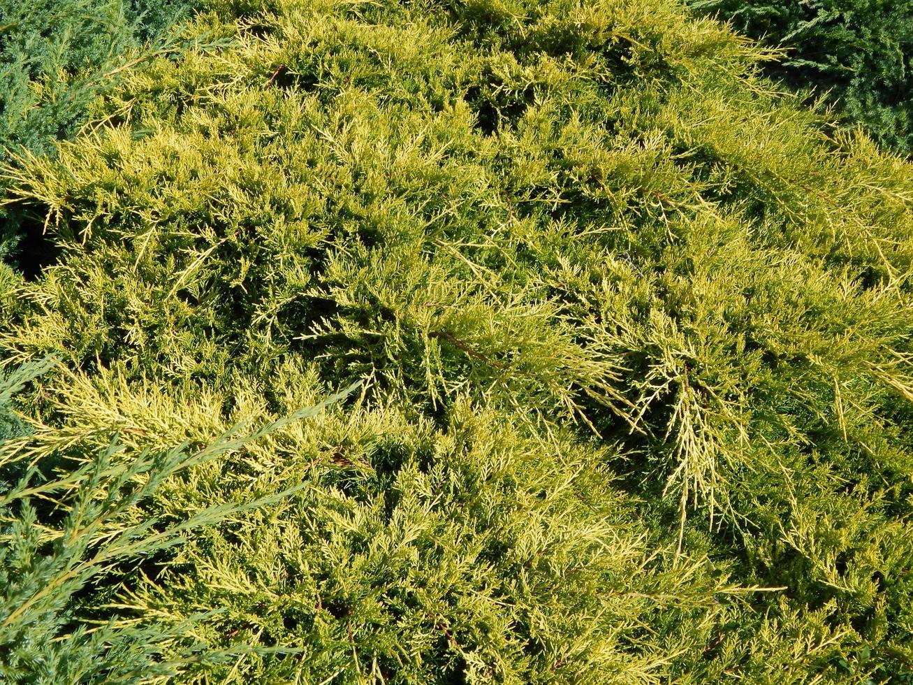 grüner Hintergrund und die Landschaft im Park foto