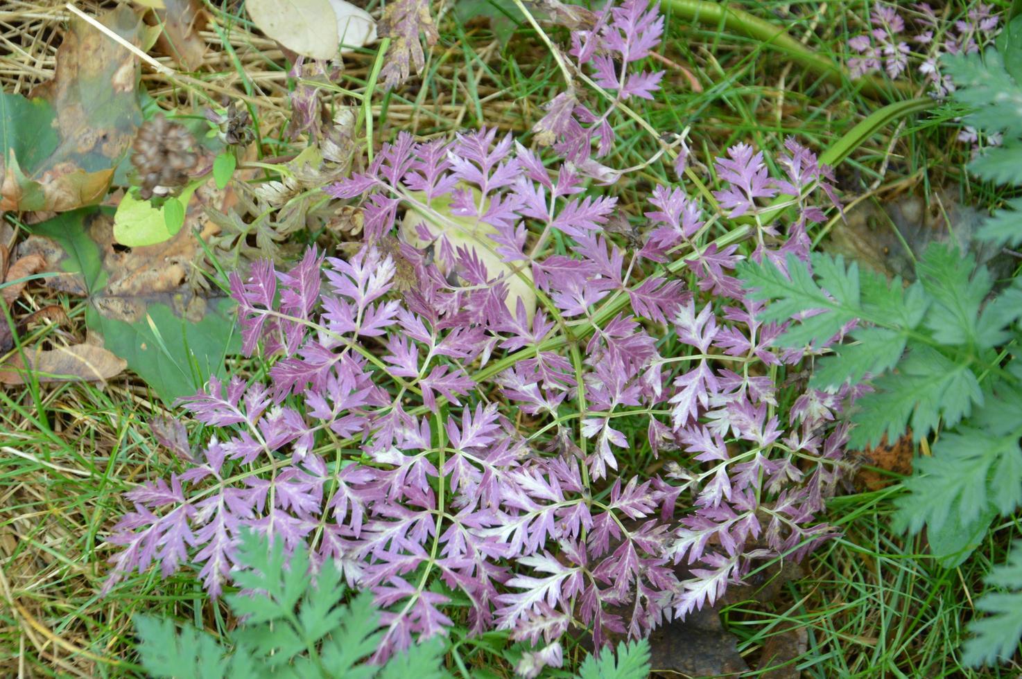 Bunt und Wildblumen auf grünem Hintergrund foto