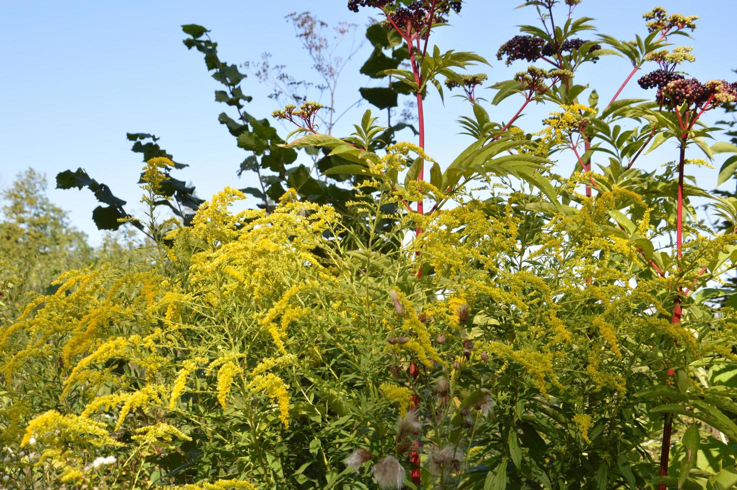 Sommergrüner Wald im Sonnenlicht foto