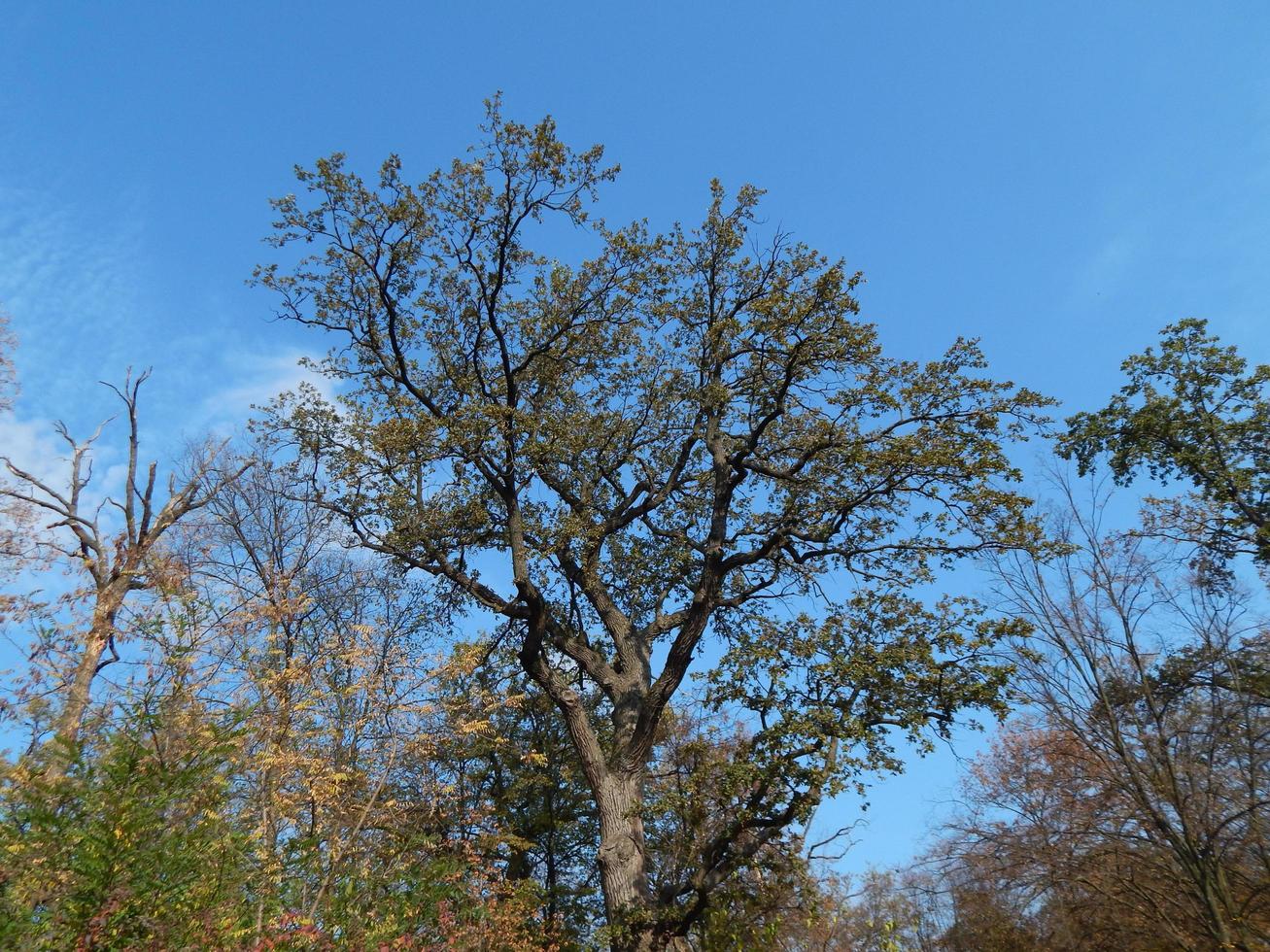 Gartengestaltung im Park Art foto