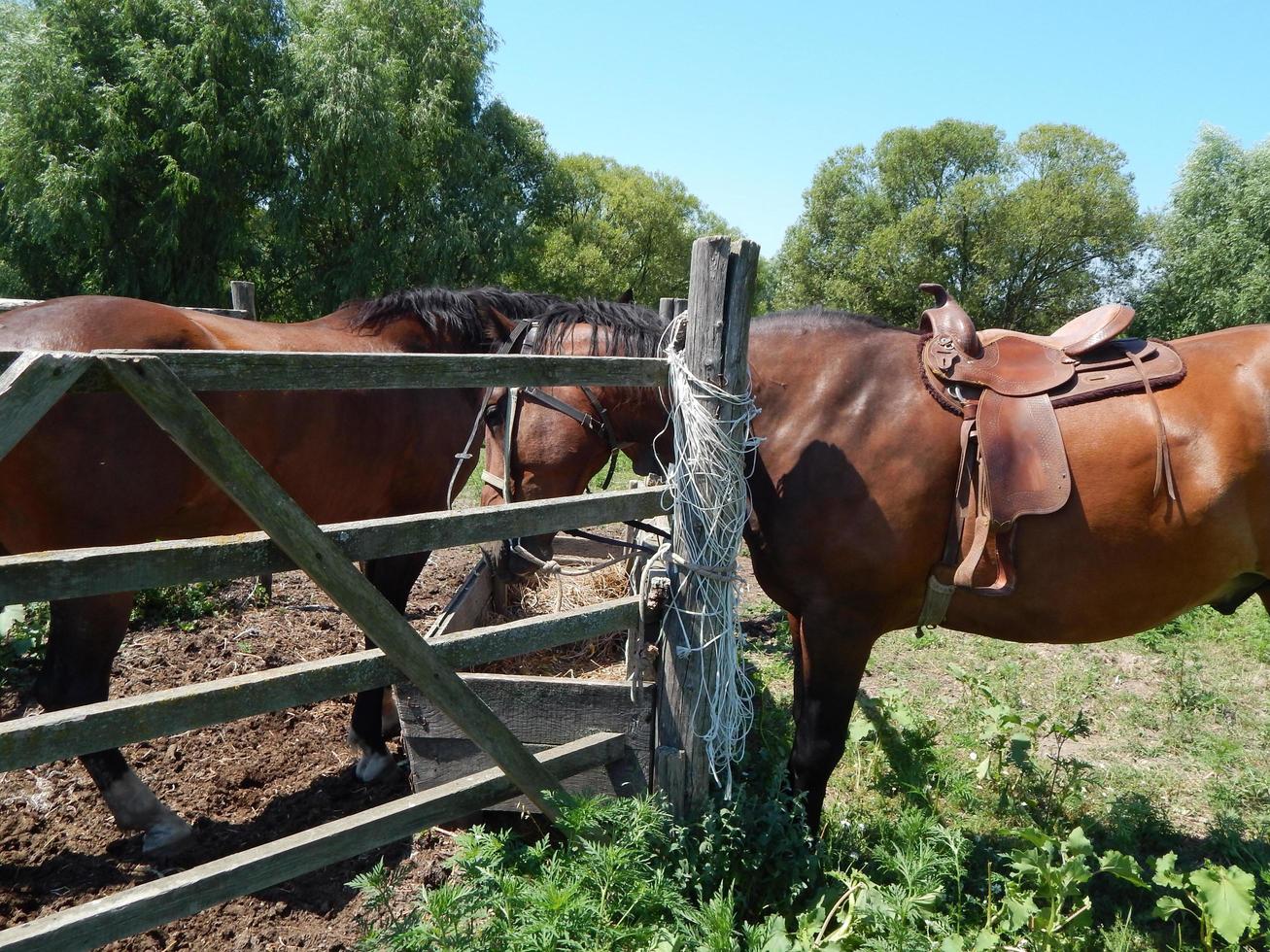 Tiere vor dem Hintergrund eines Geheges und der Natur foto