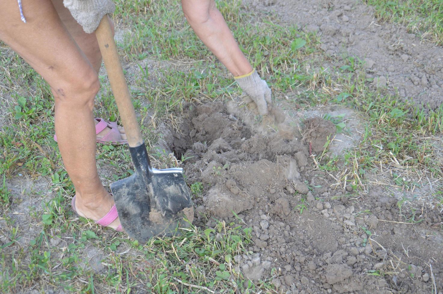 Frau gräbt Kartoffeln mit einer Schaufel im Garten foto