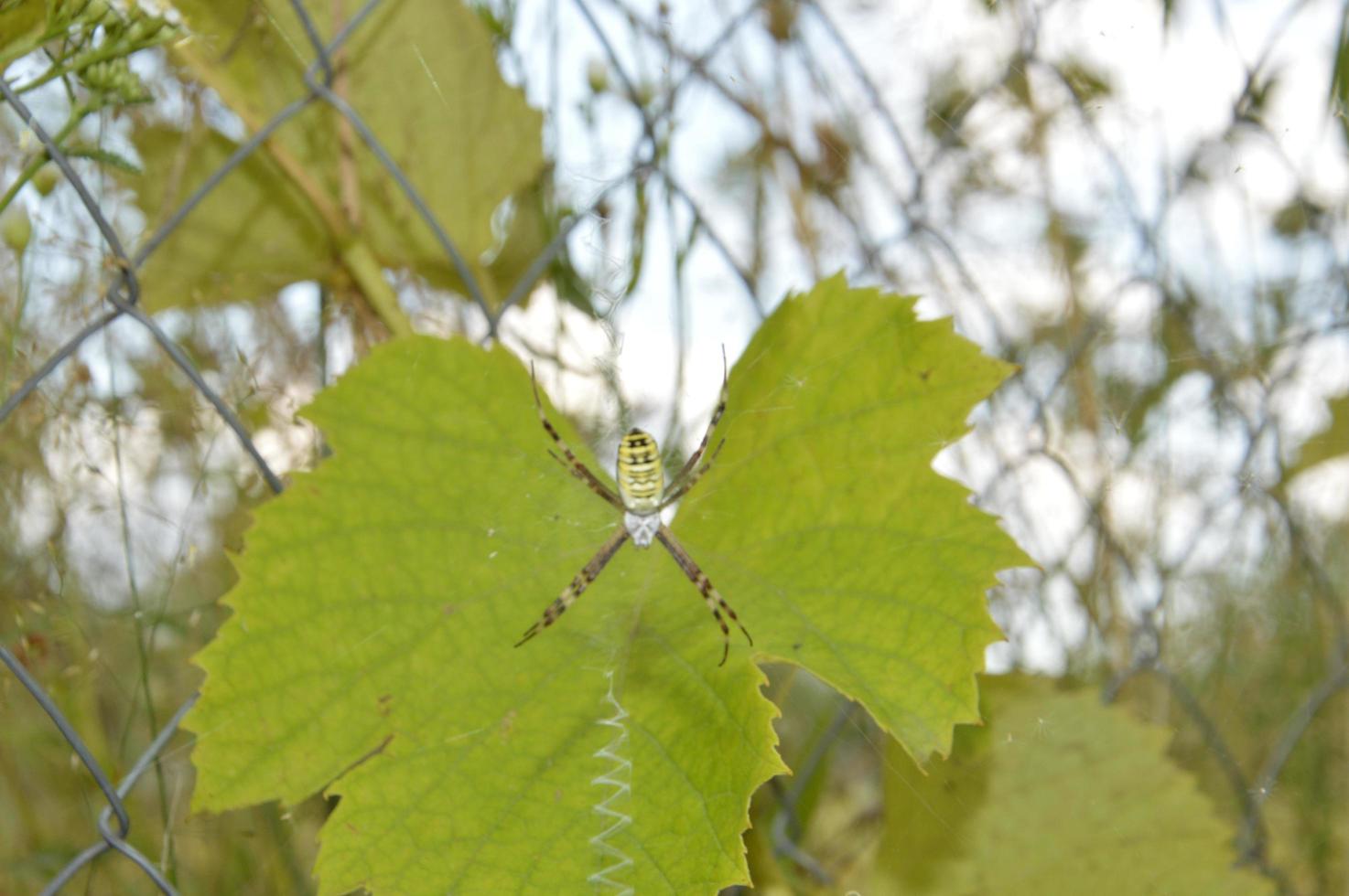 ein Beerenstrauch mit Blättern im Garten wächst foto