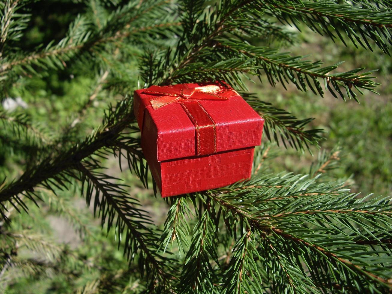 rote Geschenkbox auf dem Hintergrund der Fichte foto