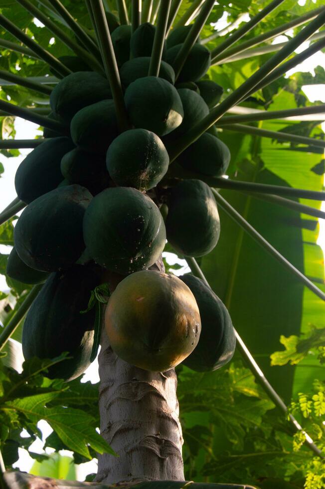 Papaya Obst auf das Baum. Papaya Das Bären viele von Frucht. foto